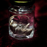 Wet Specimen “Brown Mouse”