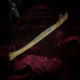 Adam Rouilly Human ulna
