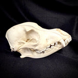 Item 7. Dog skull