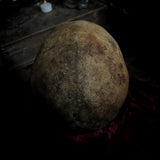 Human skull