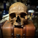 Human skull *COMPETITION*