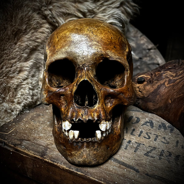 Human skull with mandible