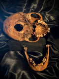 Item 4. Human skull with mandible