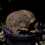 Human skull