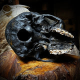 Human skull