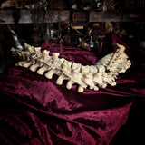Adam Rouilly Articulated human spine and sacrum