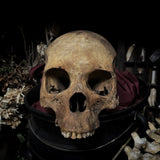 Human skull