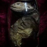 Wet Specimen “Bearded Dragon”