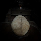 Human child skull