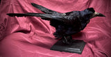 Taxidermy rook