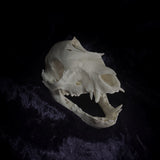 Deformed Piglet Skull