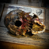 Human skull