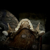 A mandible