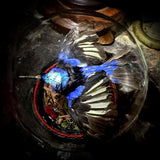 Taxidermy honeycreeper