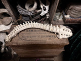 Articulated human spine