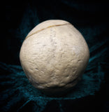 Medically prepared human skull