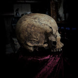 Human skull