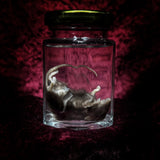 Wet Specimen “Brown Mouse”