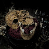 Human skull