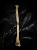 Human Bone - Radius Bone “Letter Opener”