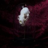 “Mink skull” in a glass dome