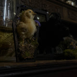 Taxidermy “Chick in mini coffin”