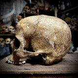 Human skull