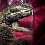 Wet Specimen “Bearded Dragon”