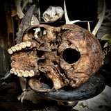 A human skull