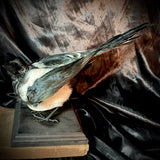 Item 18. Taxidermy magpie