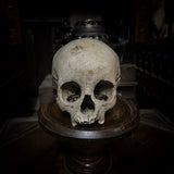 Human child skull