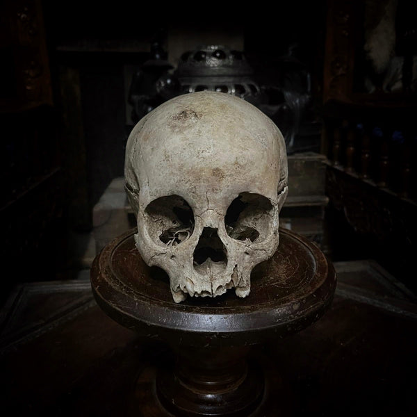 Human child skull