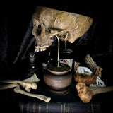 Partial human skull on stand