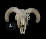 Item 16. Ram skull