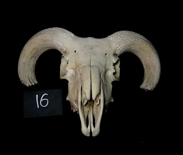 Item 16. Ram skull