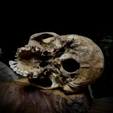 Human skull *COMPETITION*