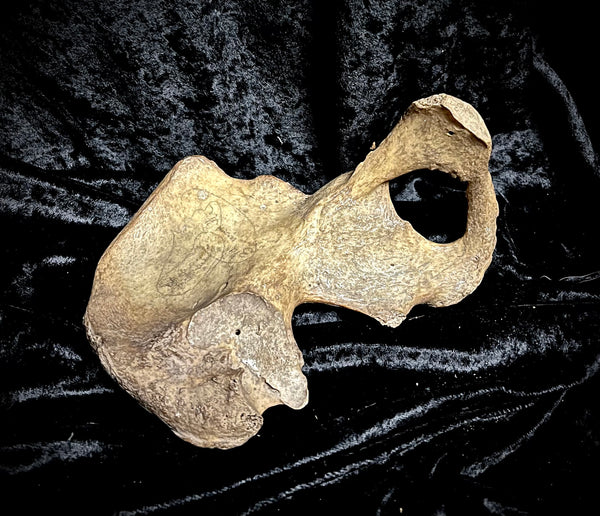 Human hip bone