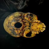 Item 1. Human skull
