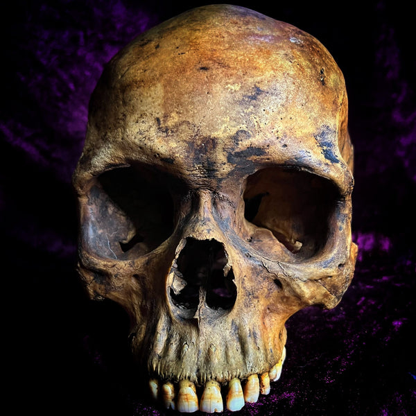 A human skull to be carved- custom order