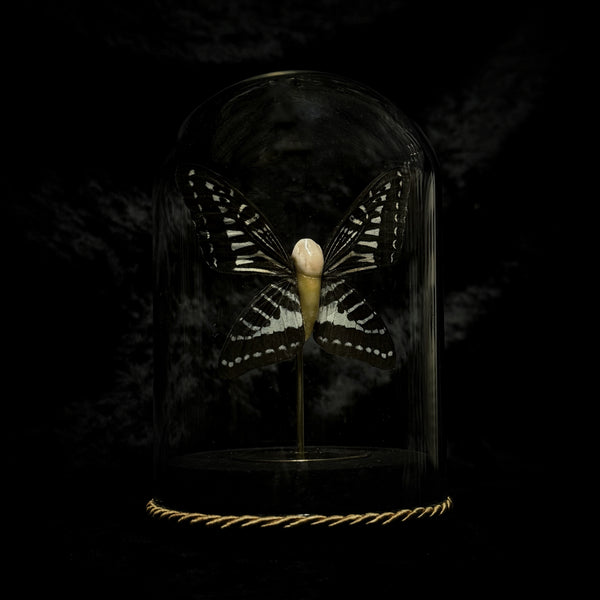 “Tooth Fairy” in a glass dome