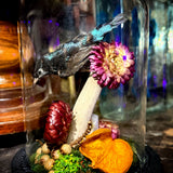 Taxidermy sunbird