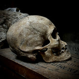 Human skull with mandible