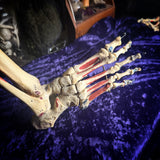 Medically Articulated (Right) Human Leg & Foot