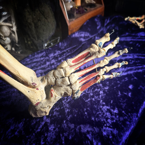 Medically Articulated (Right) Human Leg & Foot