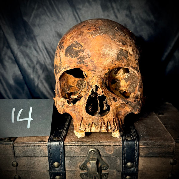 Item 14. Human skull