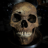 Human skull