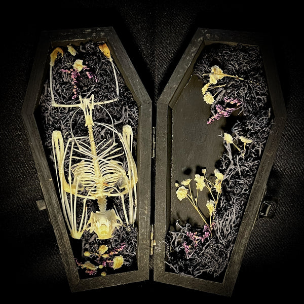 Fruit bat skeleton mini coffin
