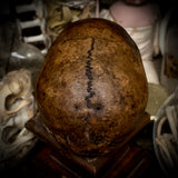 Human skull *COMPETITION*