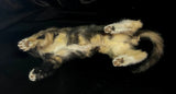 Item 2. Taxidermy kitten