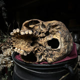 Human skull